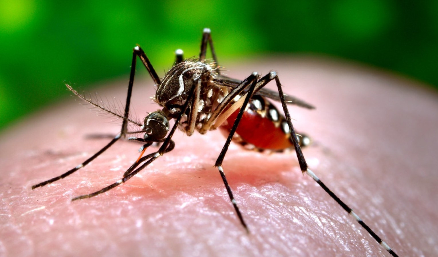 Dengue, terzo caso in Liguria: è una 50enne tornata dal Perù