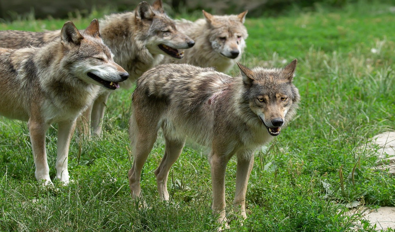 Prelà, attacchi di lupi al bestiame: 