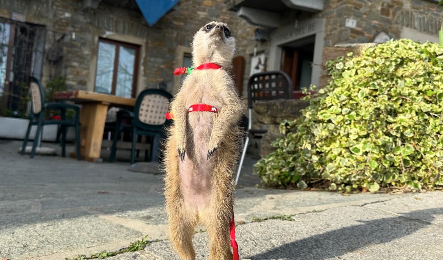 Bordighera, a passeggio con un suricato al guinzaglio: il video è virale