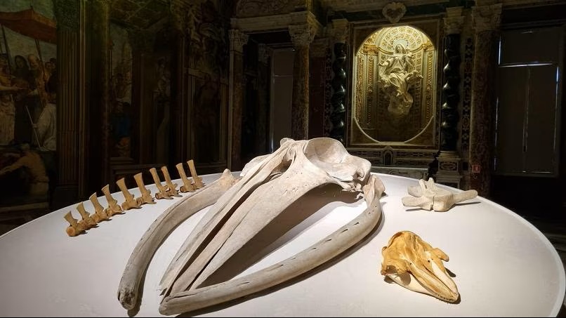 'Moby Dick - La balena' a Palazzo Ducale - Lo speciale