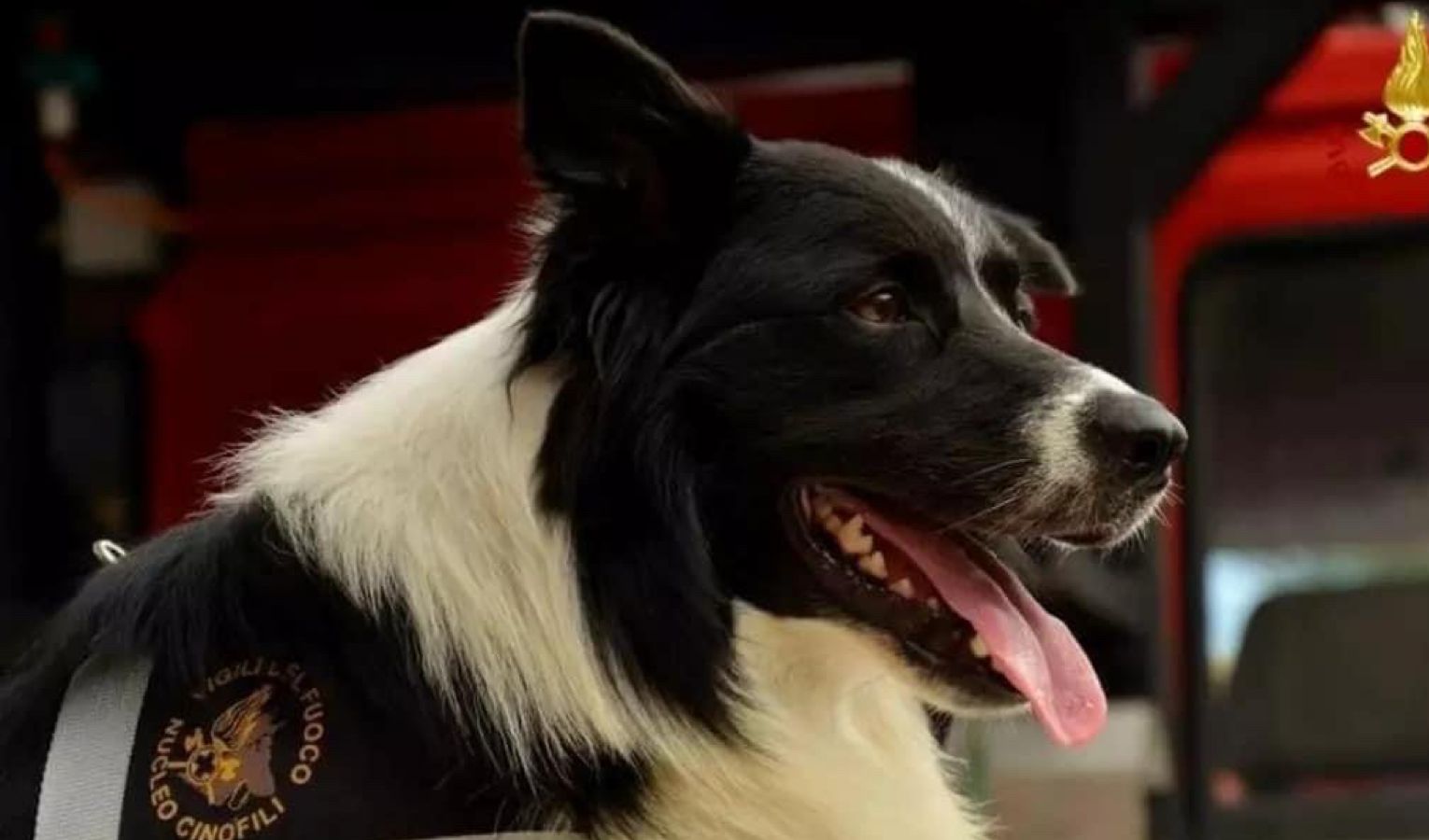 Dalla Torre Piloti alle alluvioni, festa per i 15 anni del border collie-eroe Zimmer