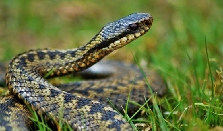 La vipera in un prato