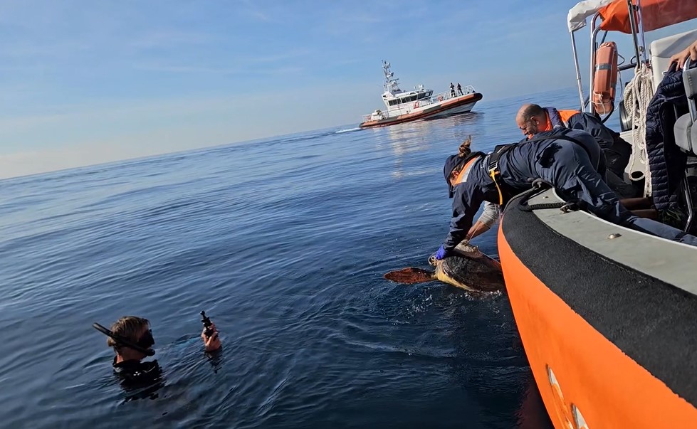 Prima tartaruga con gps rilasciata in Liguria: 