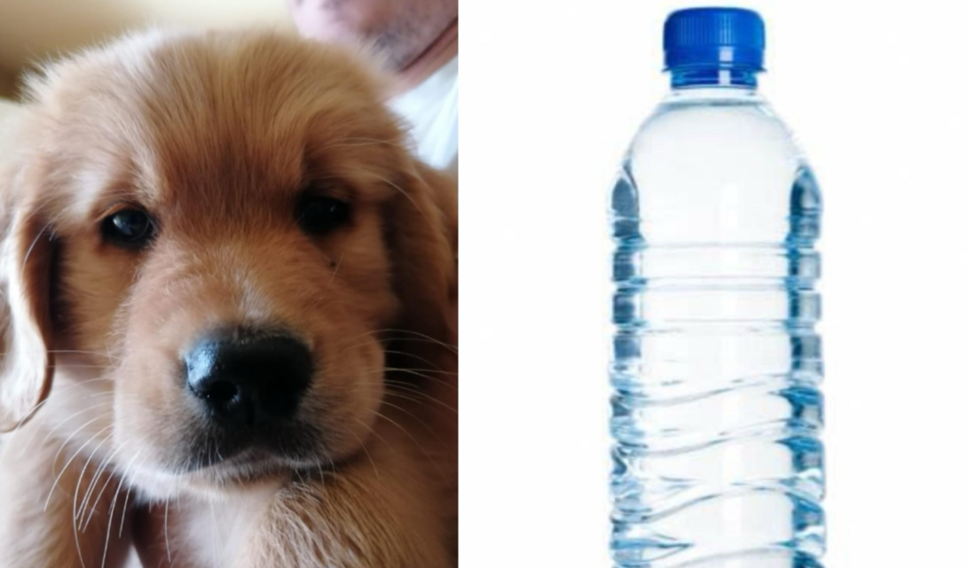 Diano Marina: d'ora in poi i padroni di cani dovranno avere una bottiglietta per pulire la 'pipì'