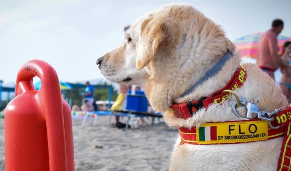 Ragazzini in difficoltà a largo della spiaggia di Voltri: salvati dai cani bagnino