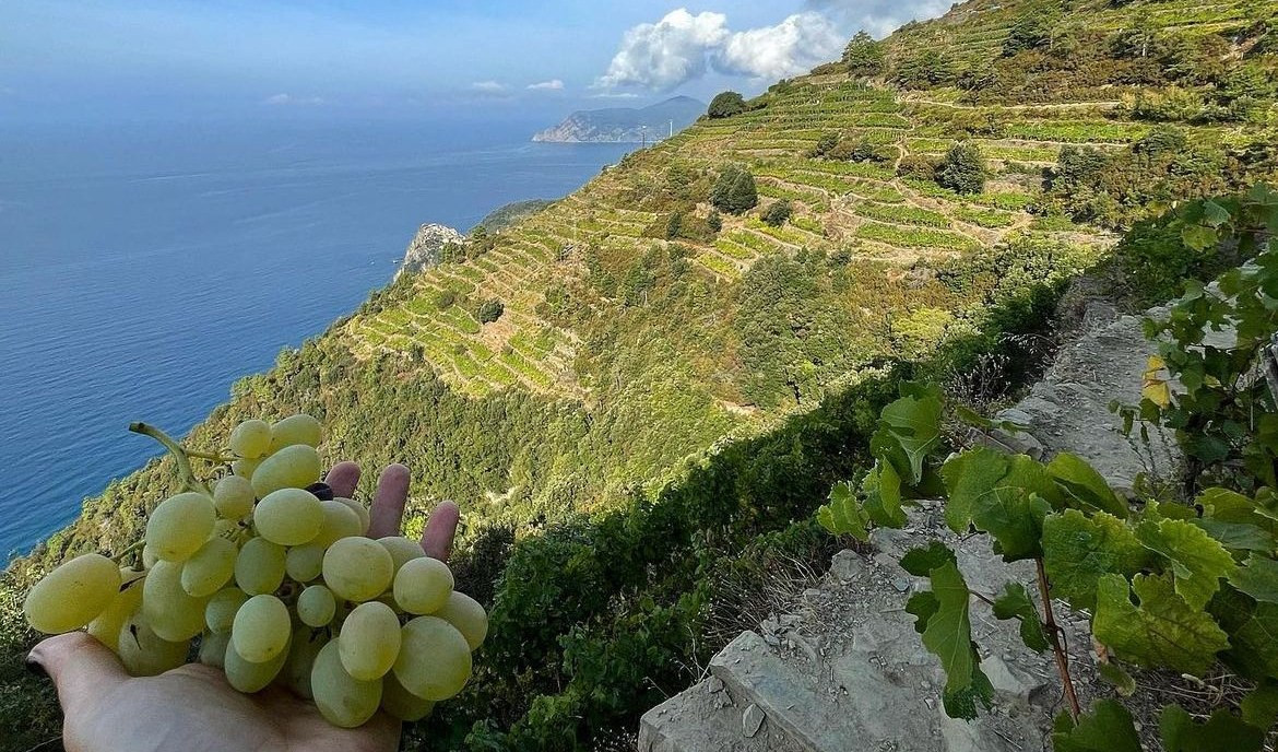 Mezzo secolo di Doc Cinque Terre, le richieste dei viticoltori