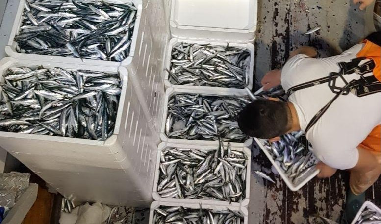 Grande pesca di acciughe nel Tigullio, pescherecci anche da Palermo