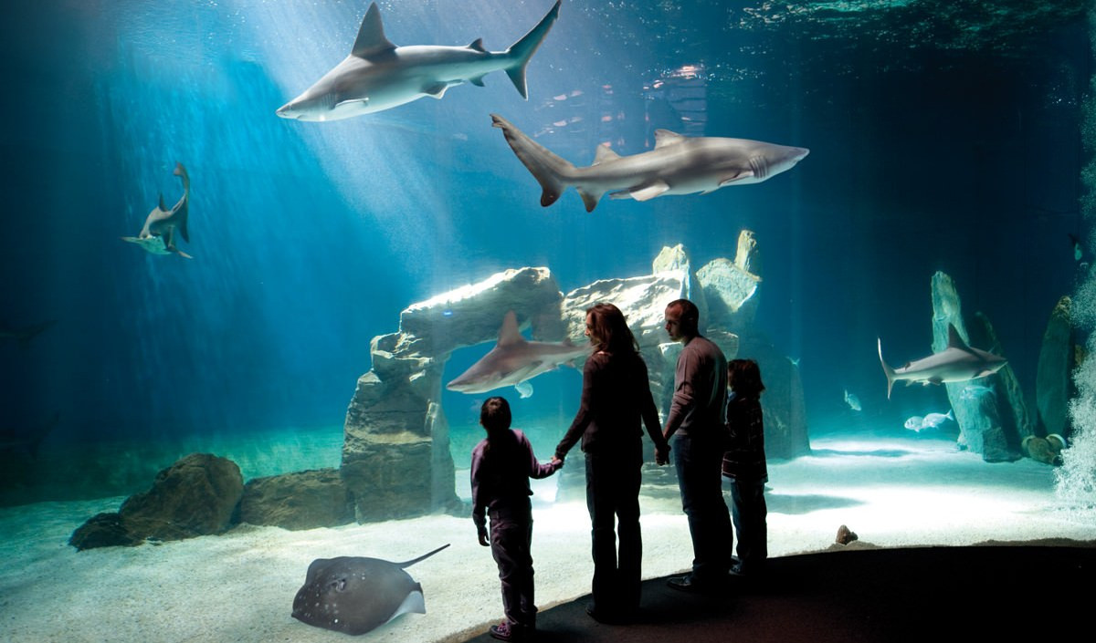 L'Acquario di Genova compie 30 anni: biglietto a metà prezzo per tutti i liguri