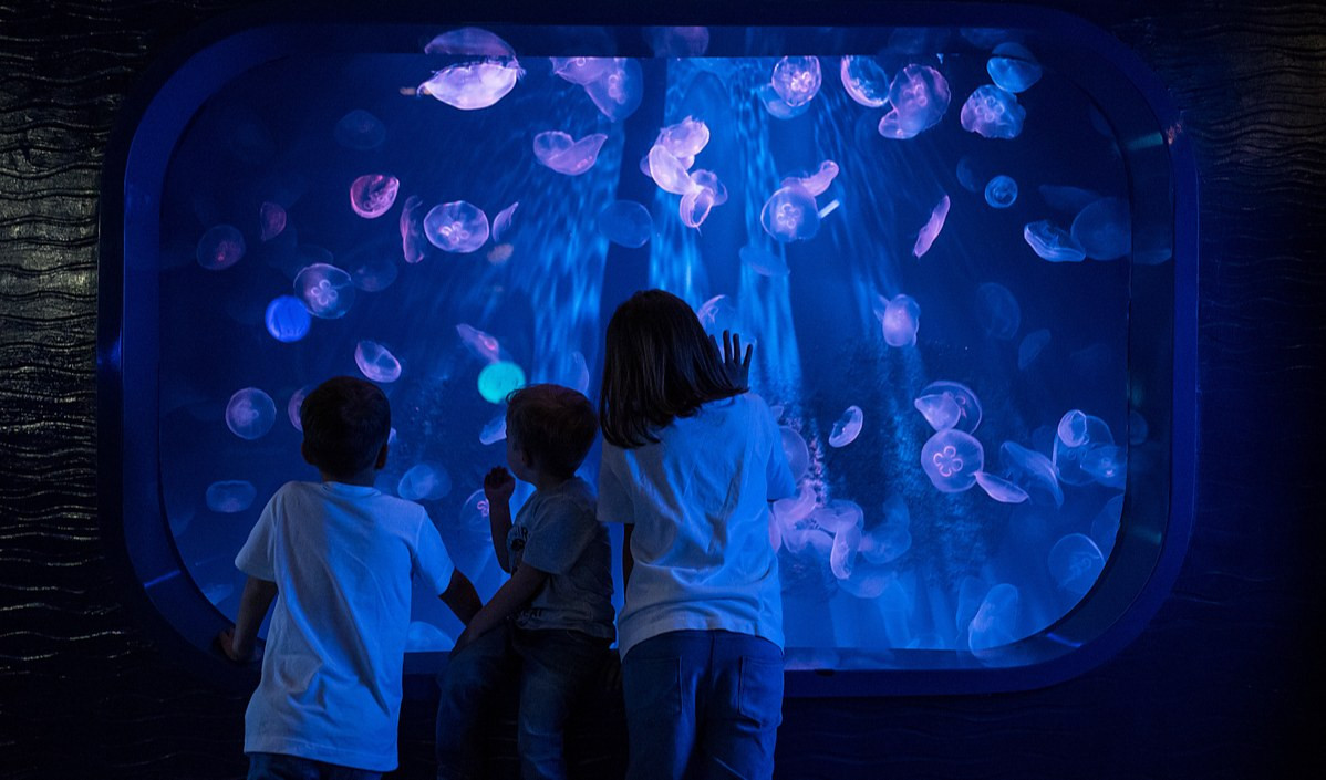 Acquario, +65% nelle feste natalizie. E presto attese nuove nascite