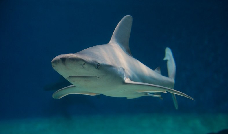 Acquario di Genova, il 14 luglio ci sarà la giornata dello squalo