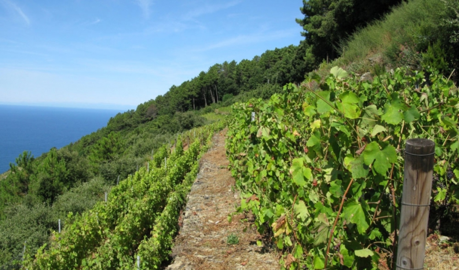 Liguria, 207 milioni per l'agricoltura grazie al Complemento di Sviluppo Rurale