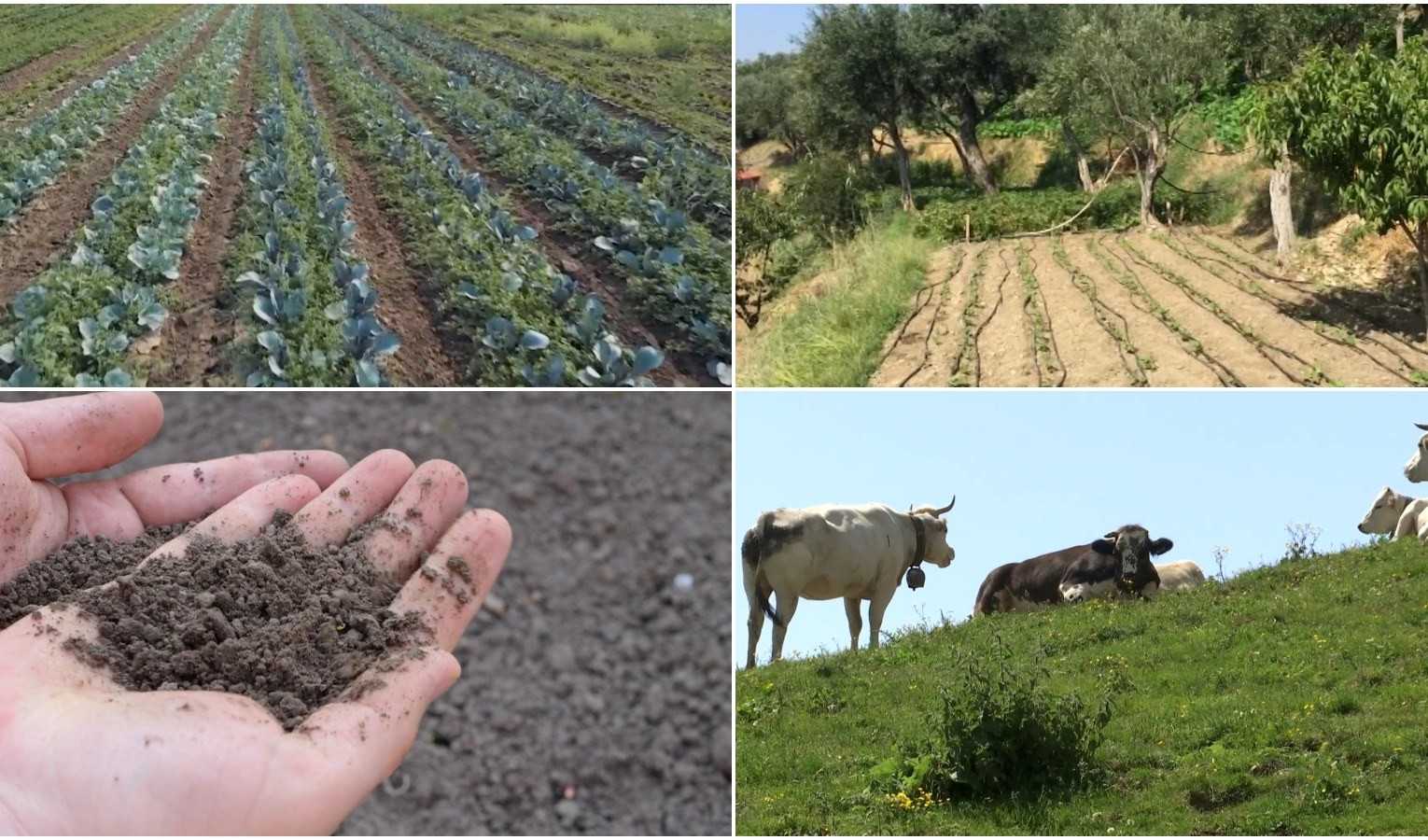 Siccità, in Liguria agricoltura e zootecnia in affanno: 