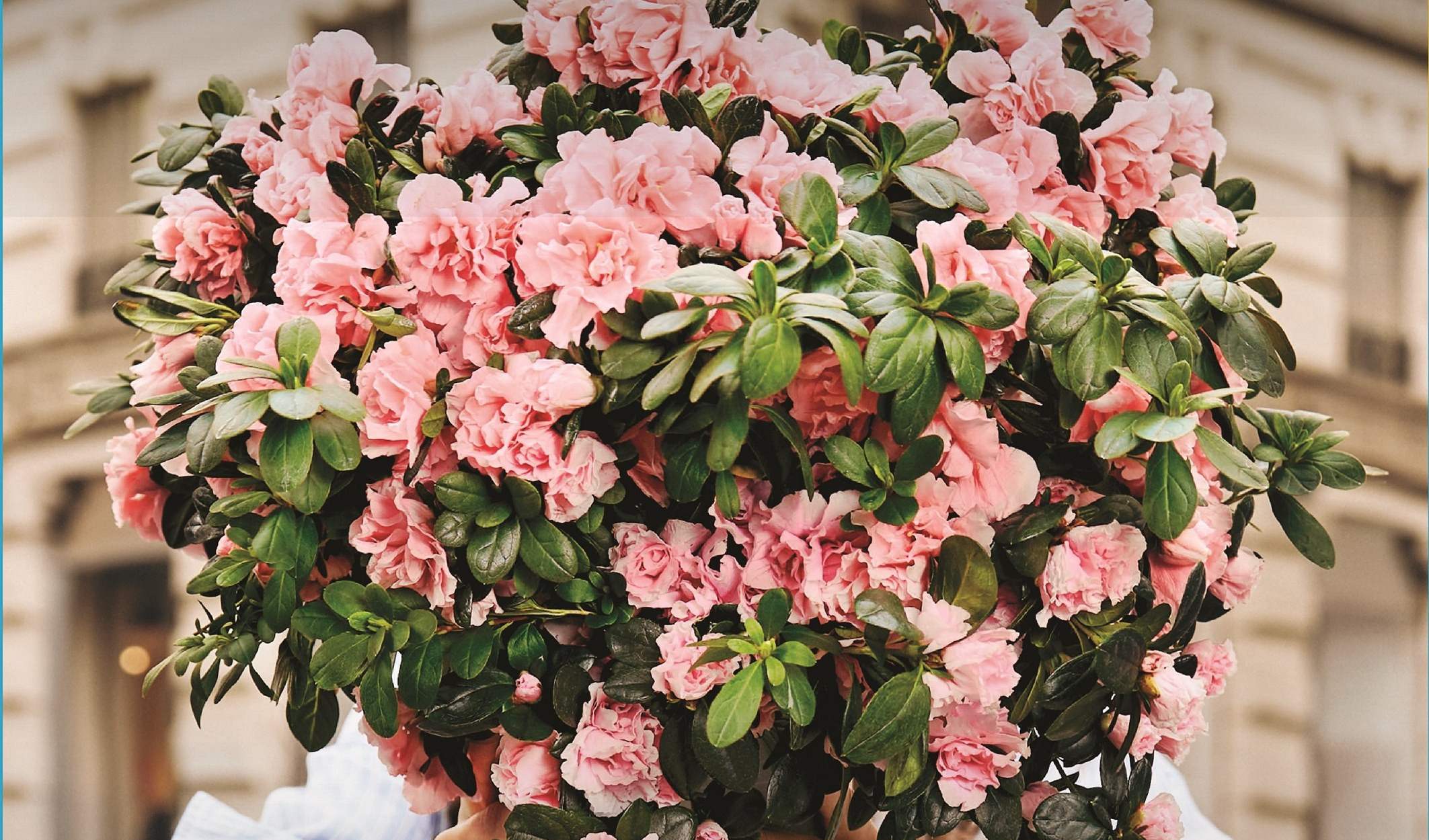 L'azalea della ricerca di AIRC