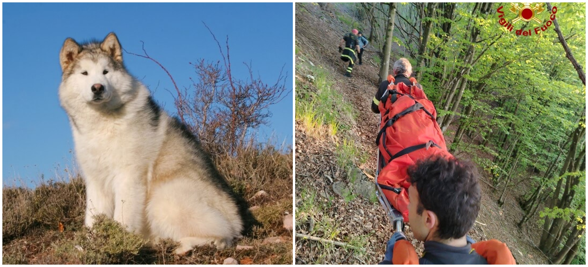 Un esemplare di Alaskan Malamute e il soccorso dei vigili del fuoco