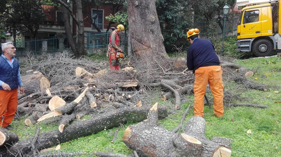 Alberi pericolanti, abbattuti due pini ad alto rischio a Genova