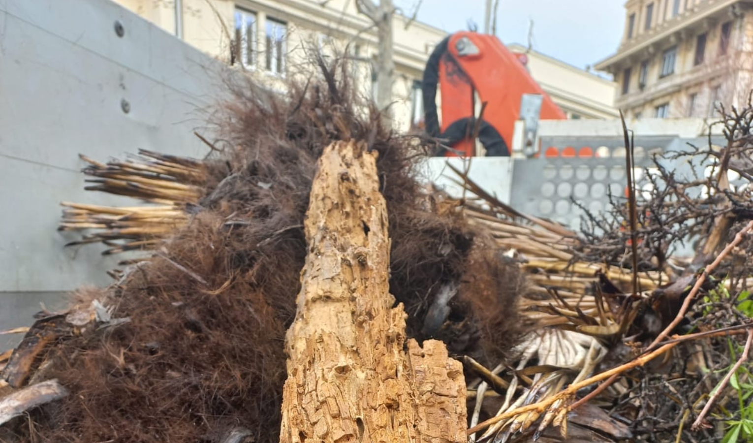 Genova, addio ai cedri di Scalinata Borghese: a ottobre nuove piante