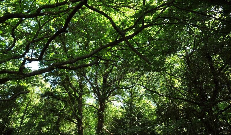 Vento a Genova, albero cade in via Casaregis: strada chiusa