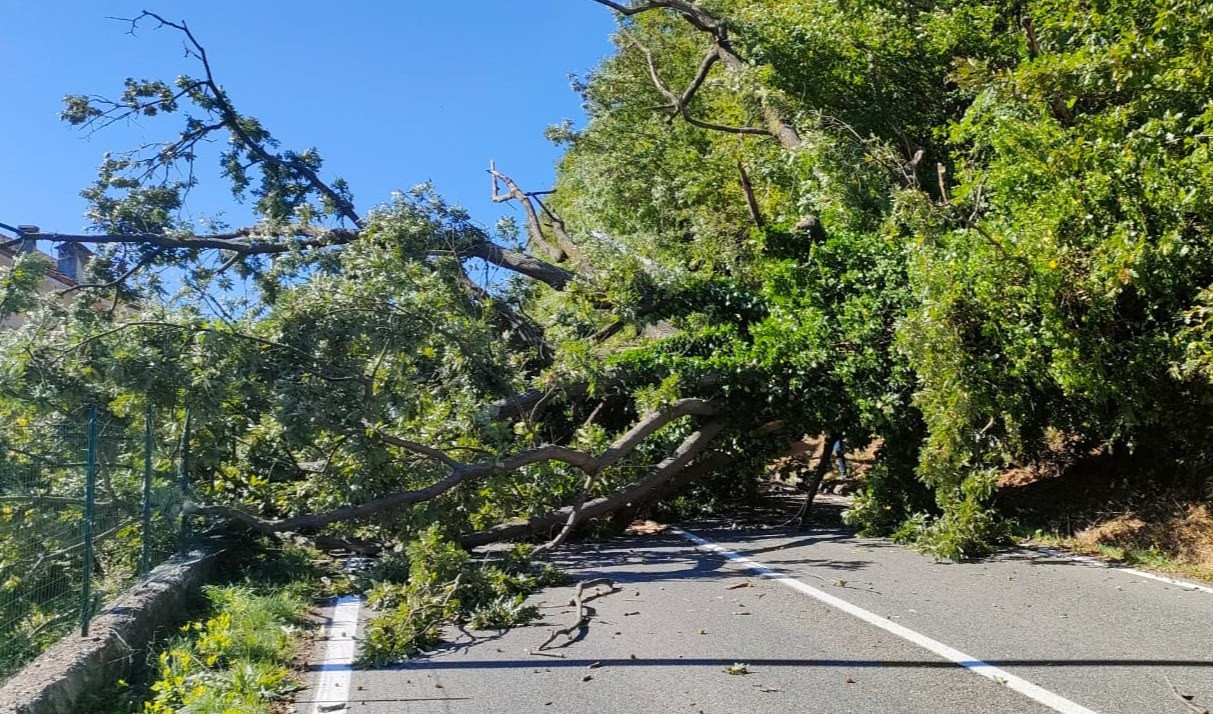 Raffiche di vento, a Casella diversi alberi caduti