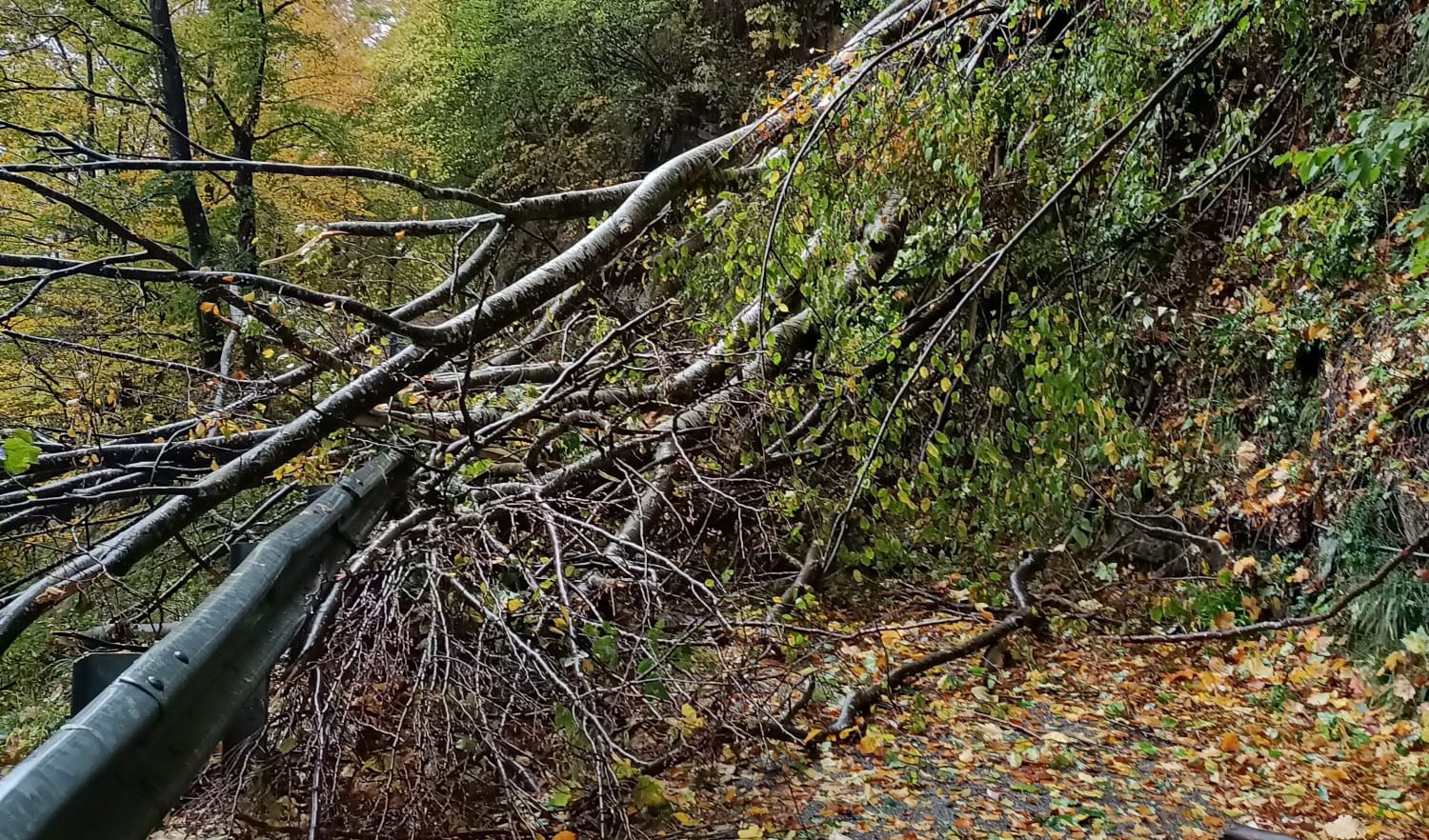 Genova, albero sradicato dal vento cade sulla strada: verrà rimosso lunedì