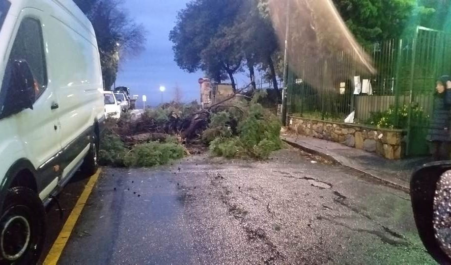 Vento a Genova, albero cade vicino a scuola