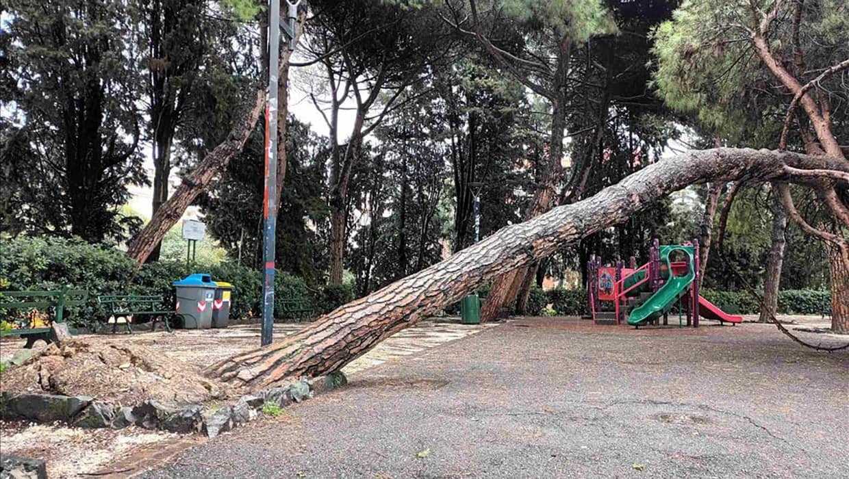 Il pino che si è abbattuto nei giardinetti ad Albaro