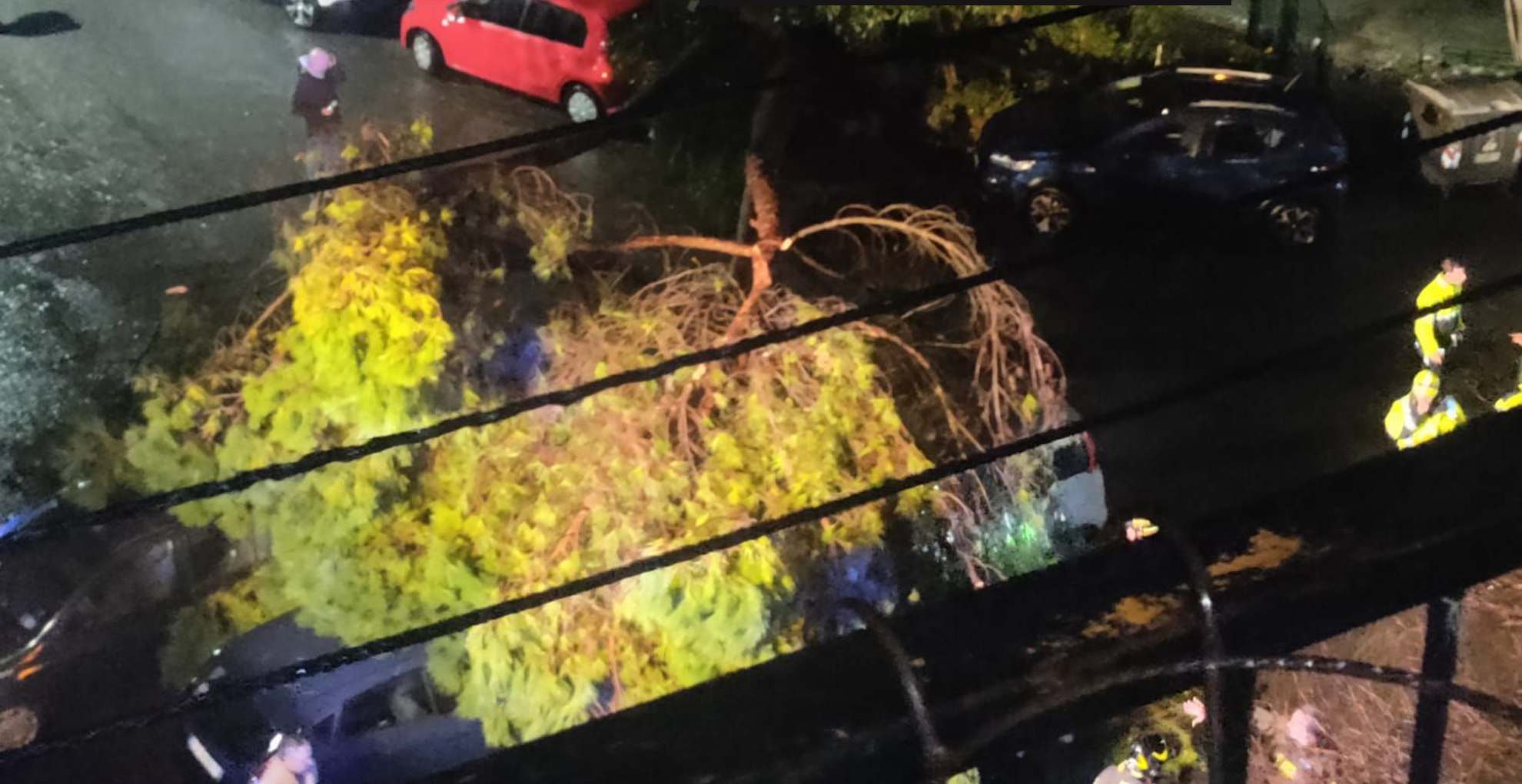 Maltempo, albero piomba su auto parcheggiate a Genova