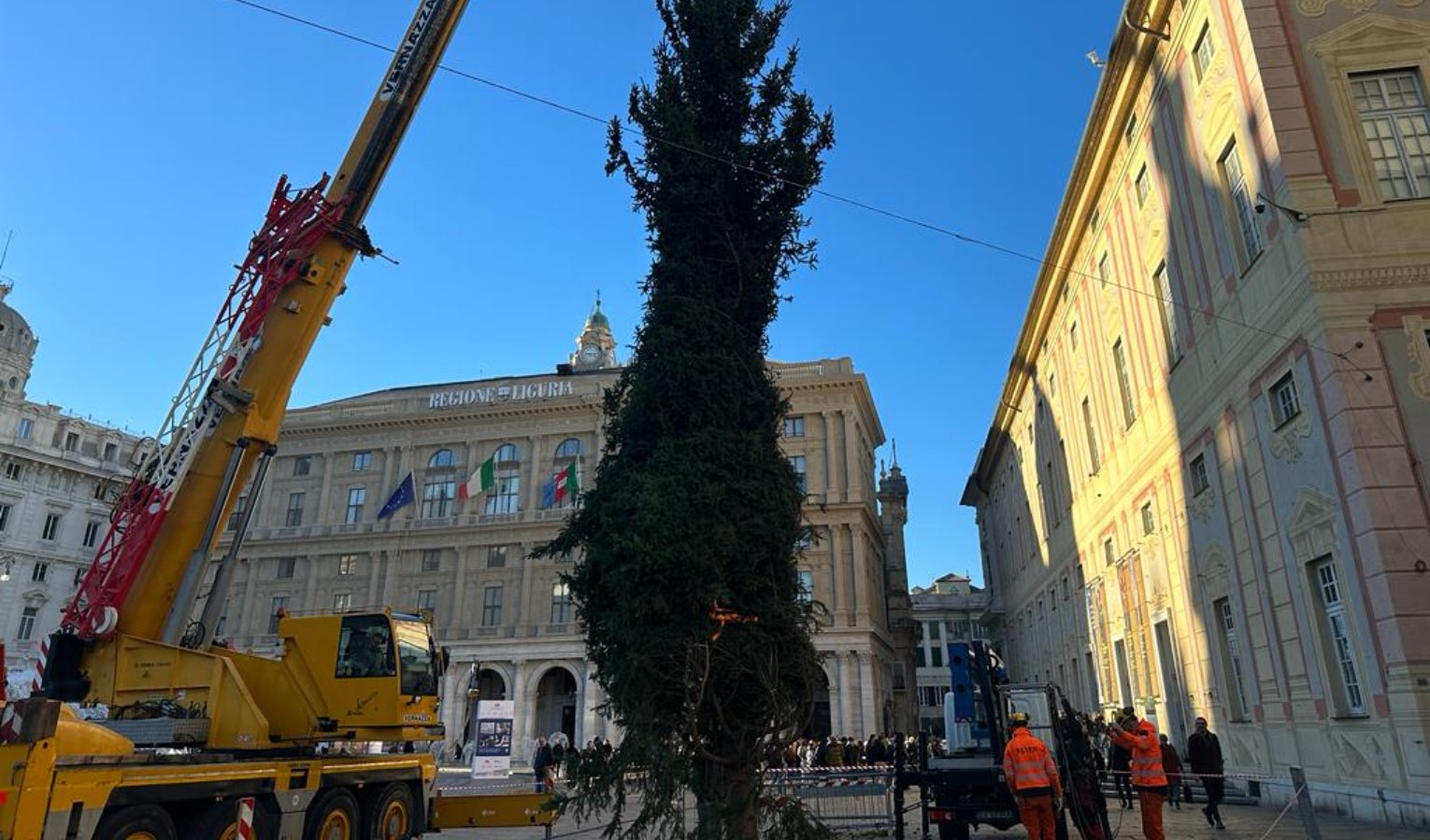 Un abete in regalo dalla Lombardia: a De Ferrari ecco l'albero di Natale di Genova