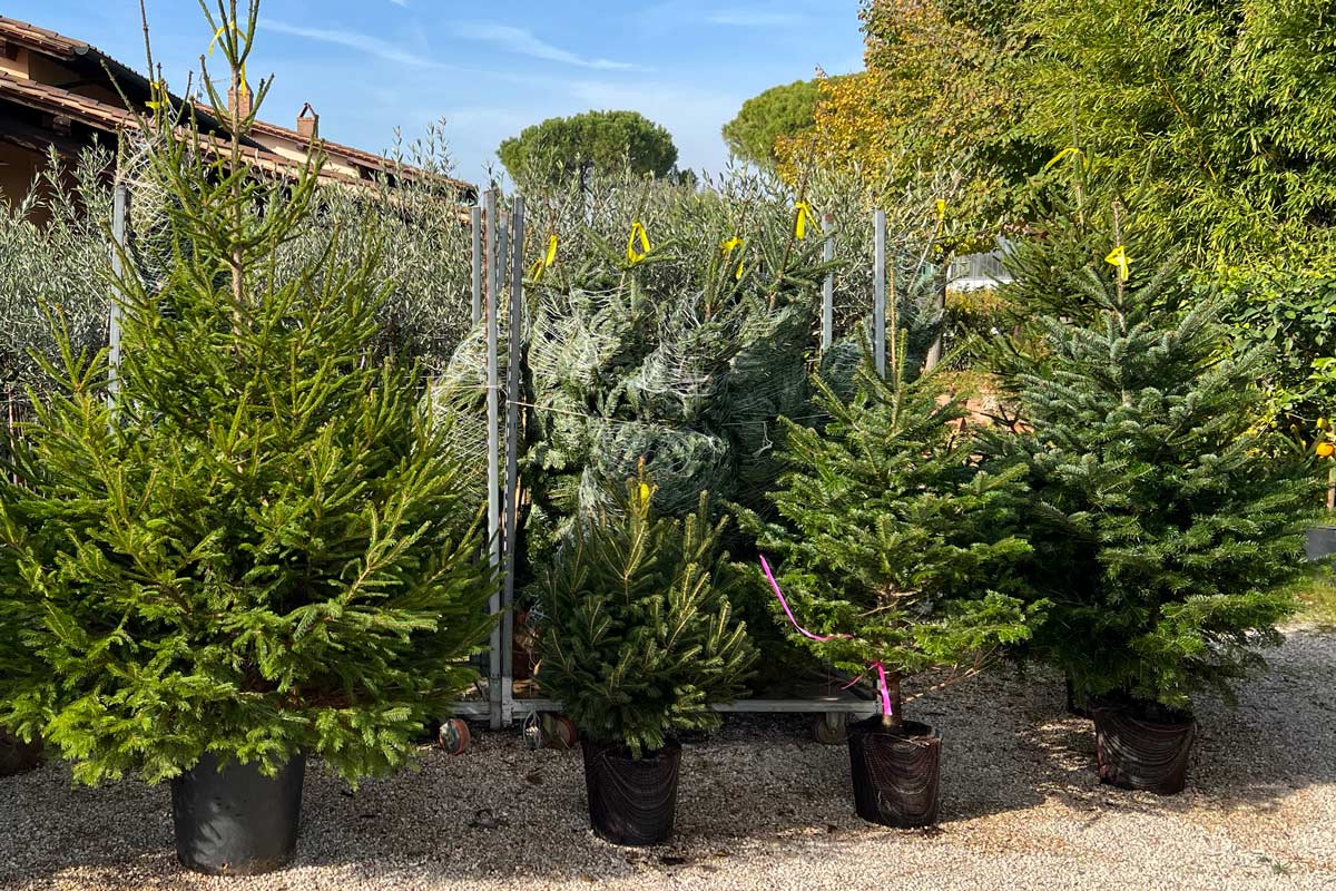 Albero di Natale, i giovani scelgono quello vero: 1 su 3 abbandona la plastica