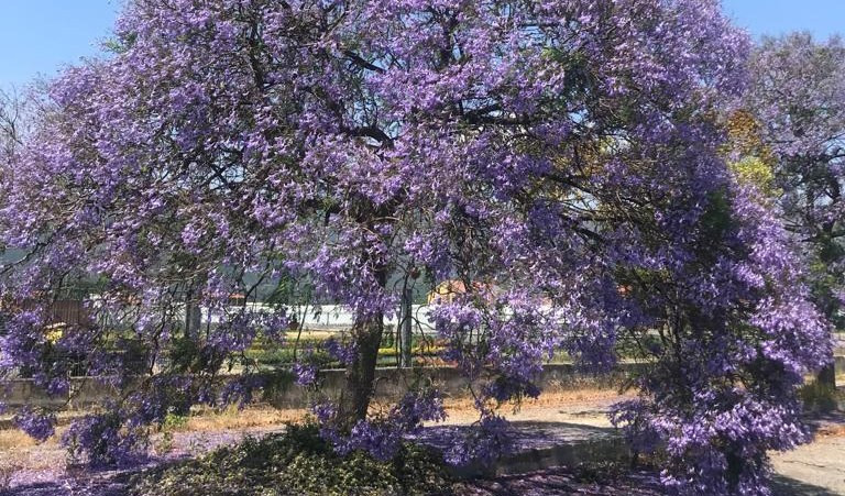 Viaggio in Liguria e l'agricoltura del ponente: gli ori della bontà alla prova della siccità