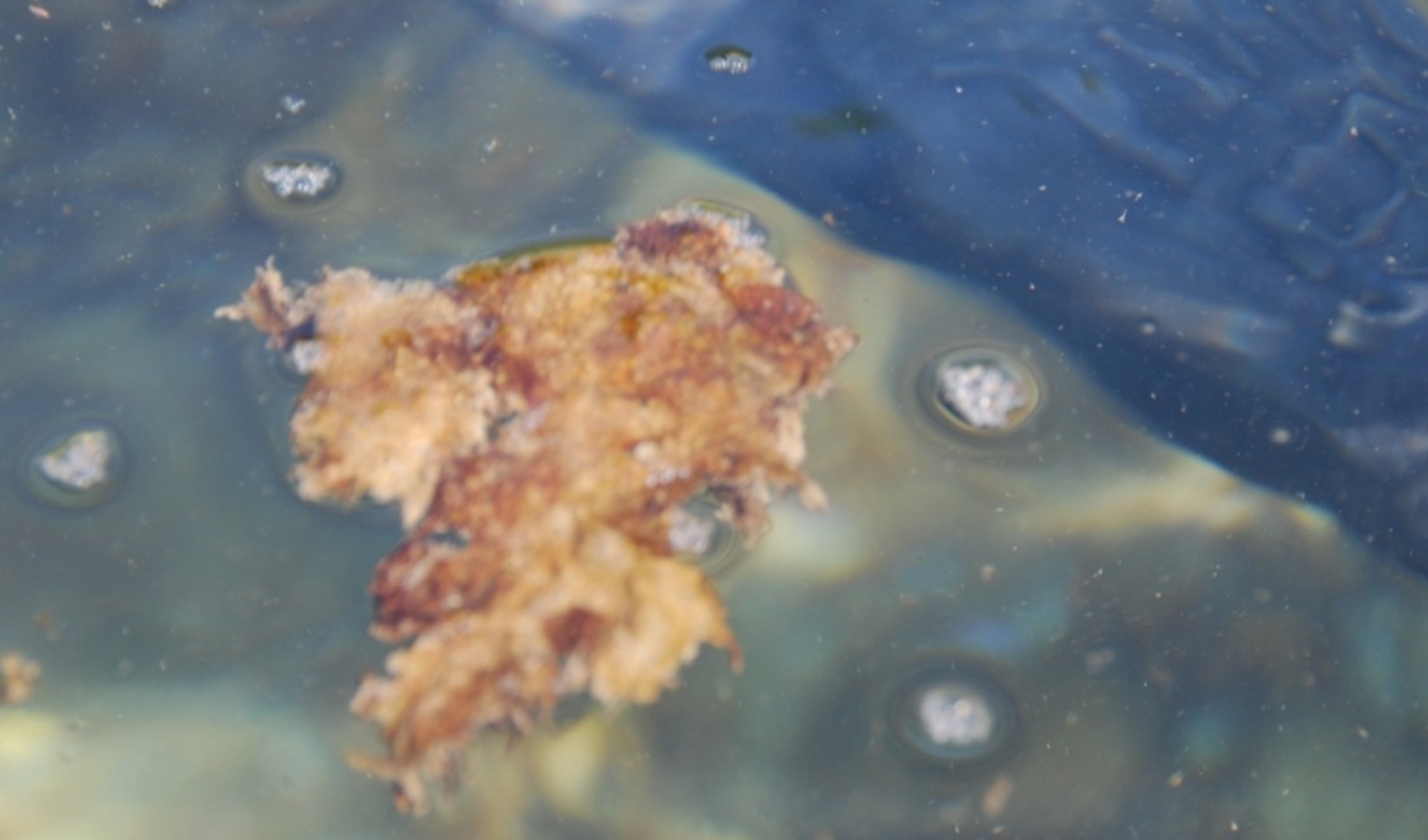 Genova, fase allerta per fioritura alga tossica in mare