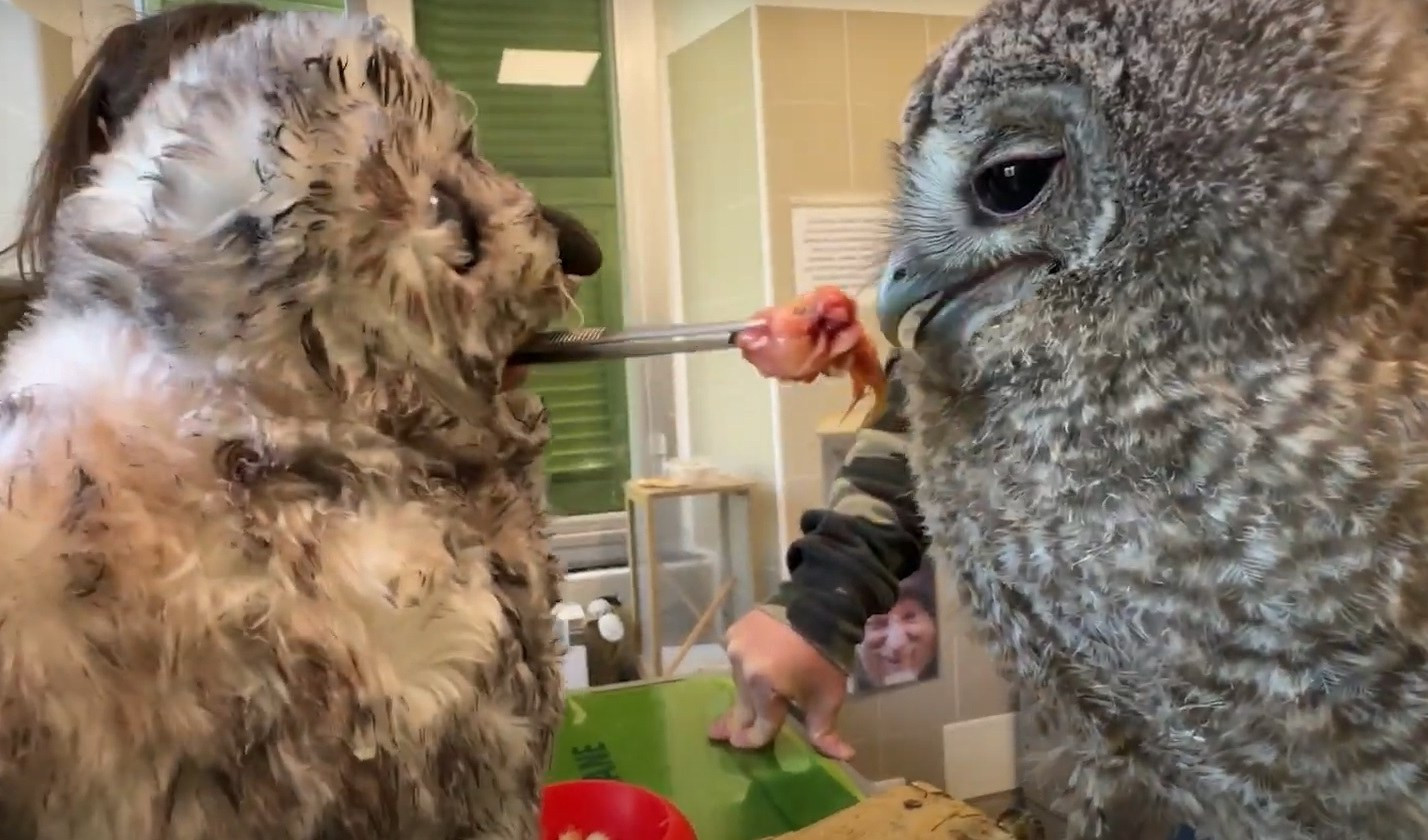 Un peluche per nutrire un pullo di allocco all'Enpa di Campomorone