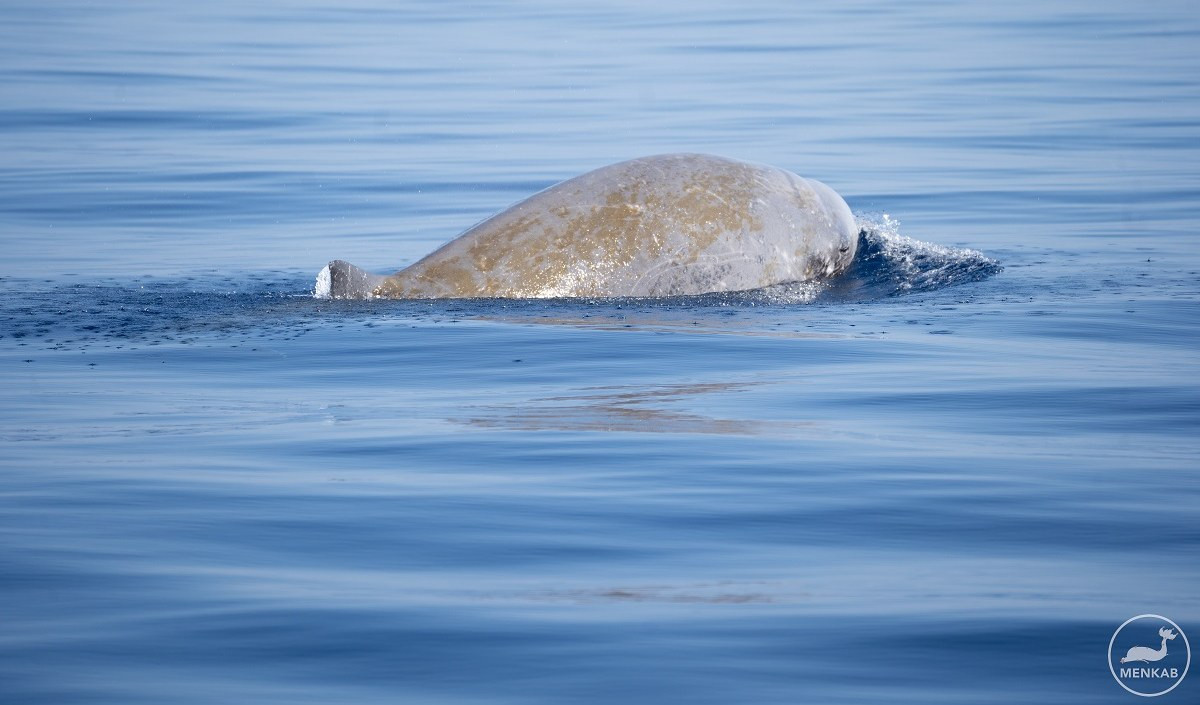 Nelle acque della Liguria dalla balenottera alla pulcinella di mare, la biologa: 