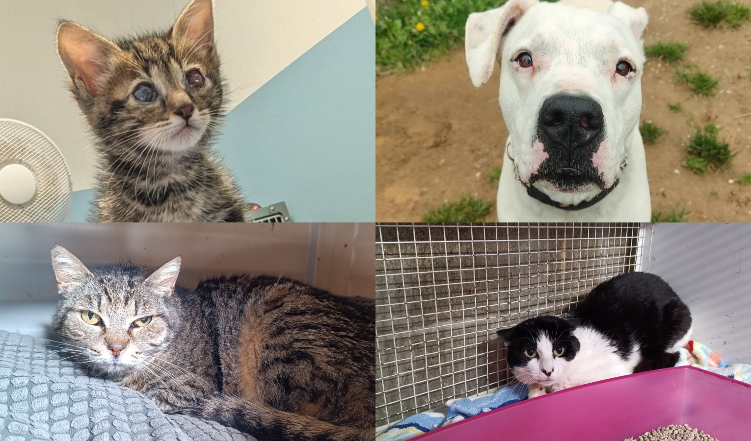 Sempre più animali da curare, il canile di Genova chiede aiuto ai cittadini: 