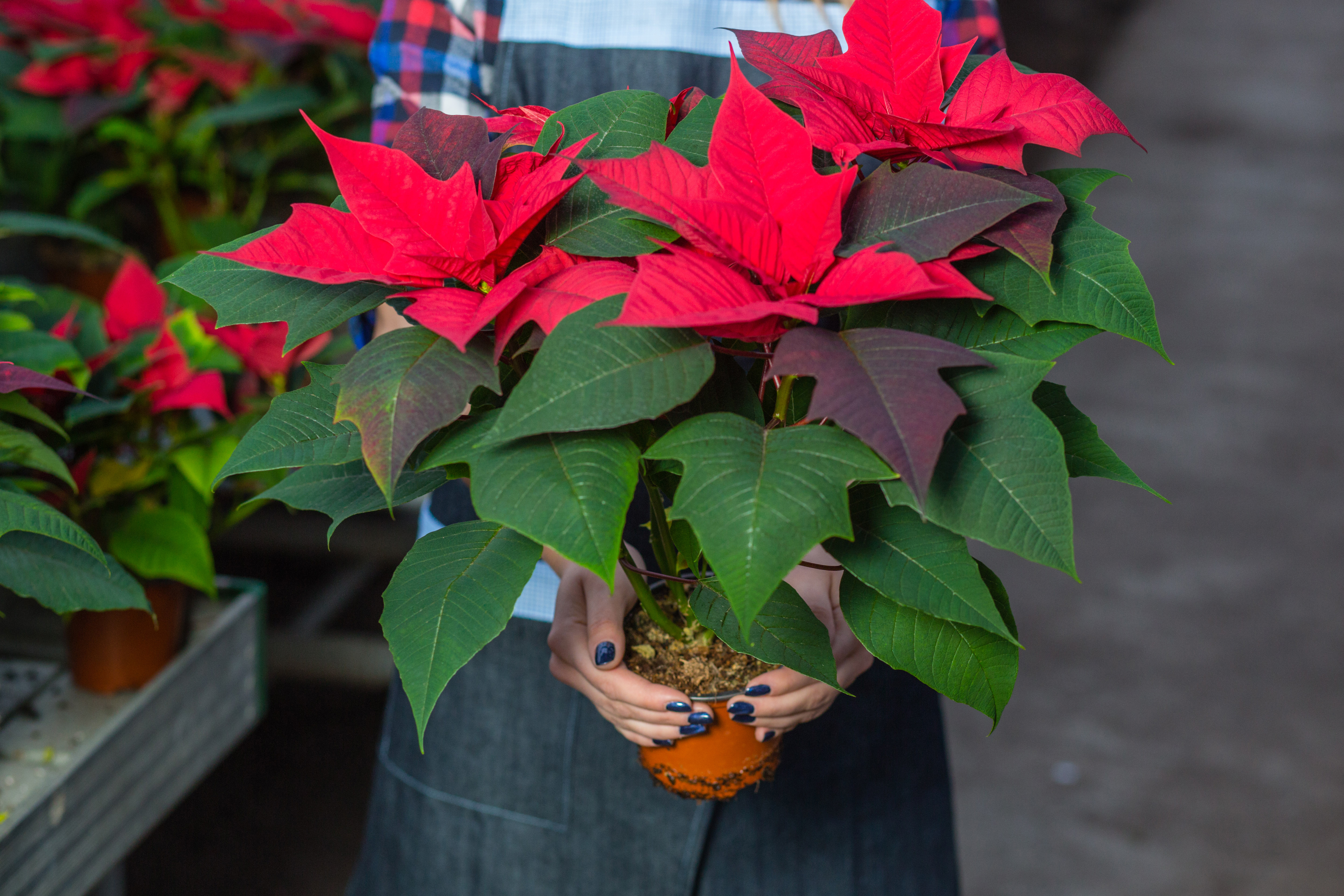 Stella di Natale, i consigli per prendersene cura e non farla morire