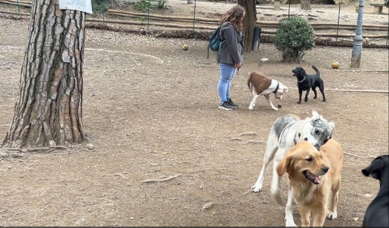 Aree cani a Genova, il Comune: 