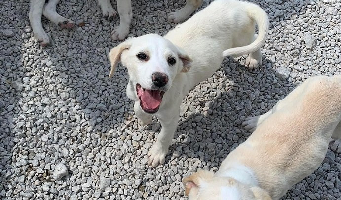 Giornata del cane, l'addestratore: 