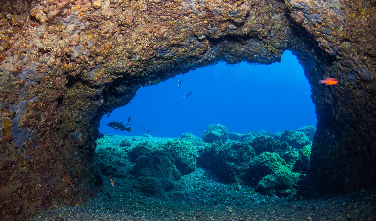 Area marina Bergeggi, torna la telecamera che aiuta la scienza