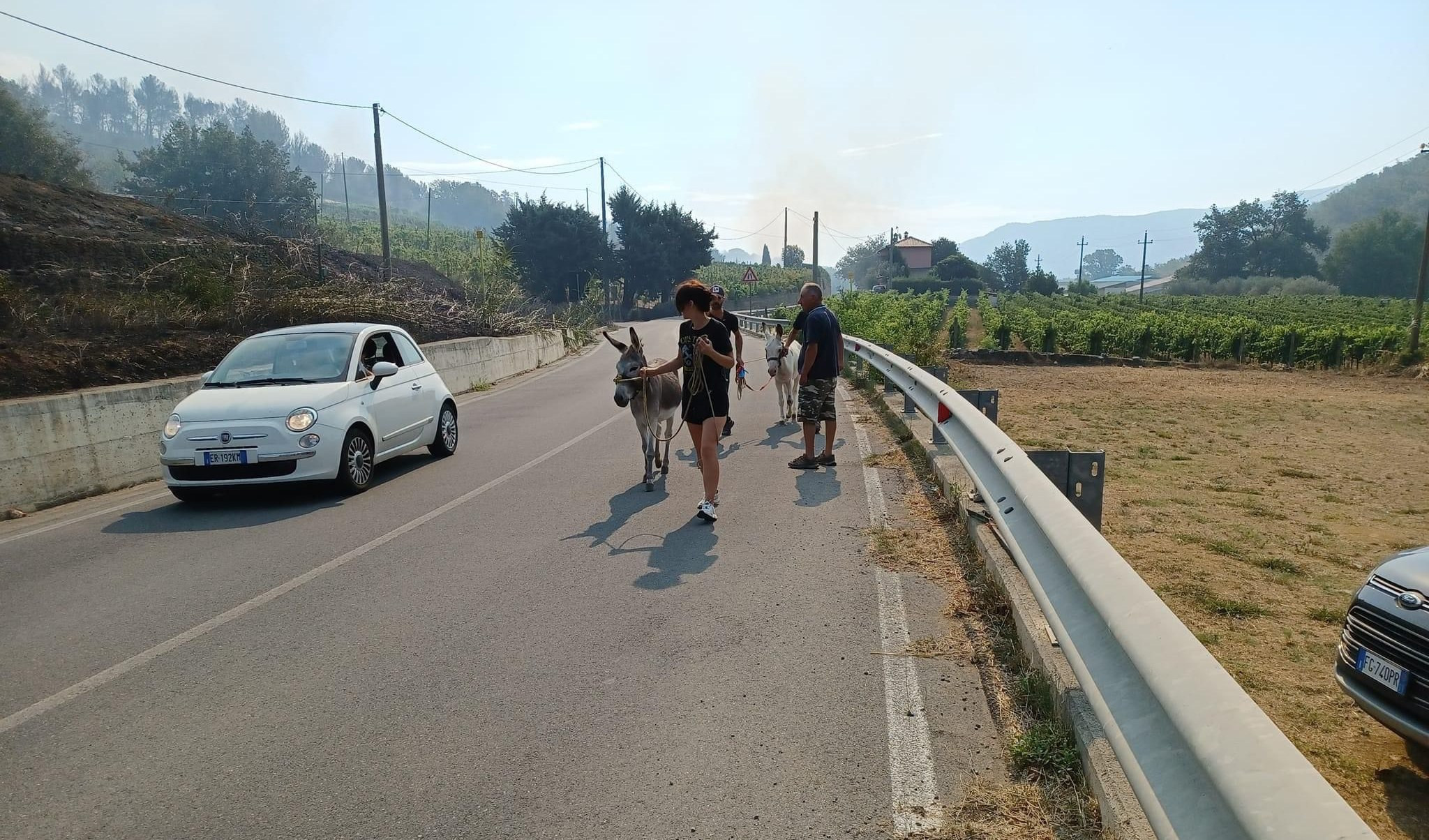 Incendio nel savonese, gli allevatori salvano i propri animali