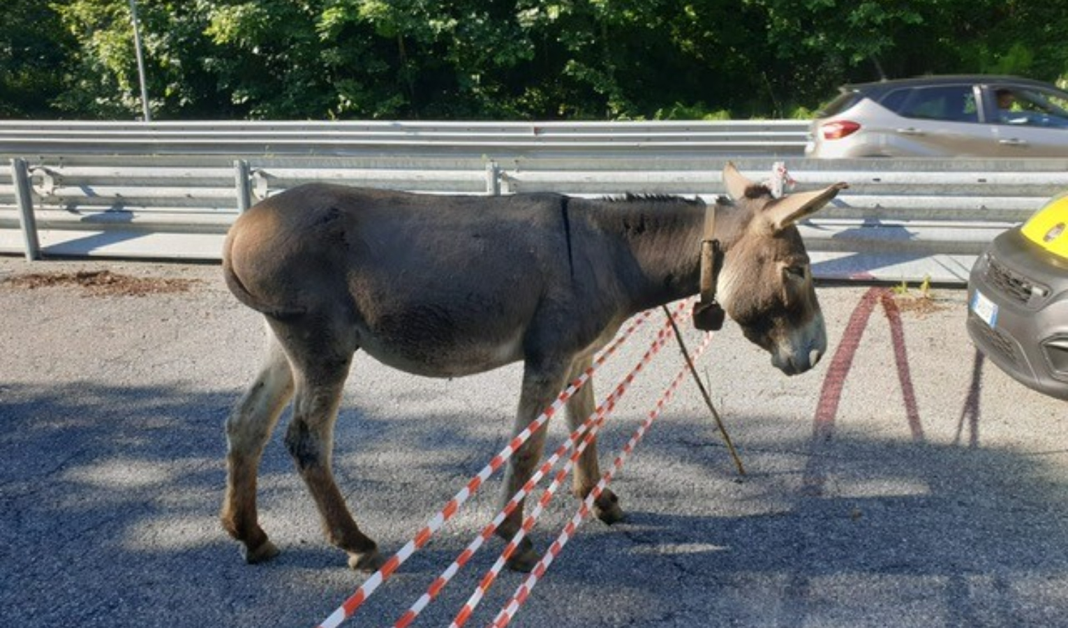 Due cavalli e un asino in mezzo alla statale a Torriglia: salvati da capo cantoniere