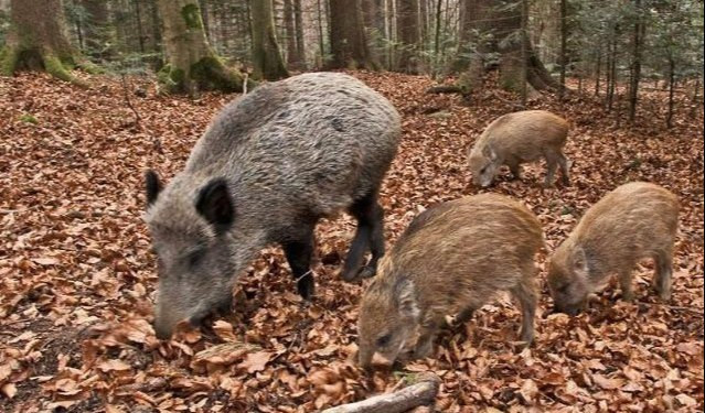 Peste suina, in Liguria tre nuovi casi tutti in provincia di Savona