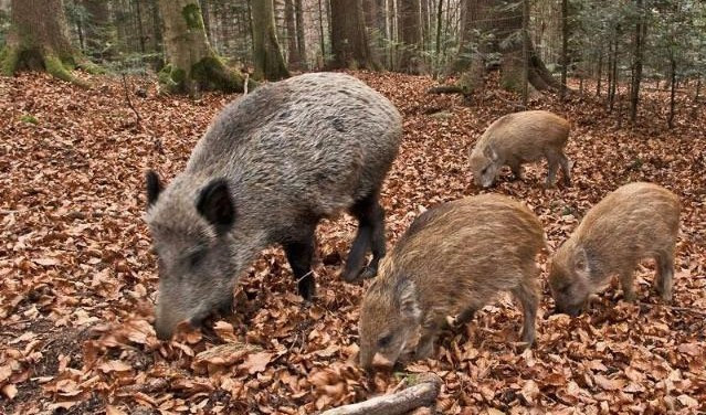 Peste suina, continuano a crescere i casi in Liguria