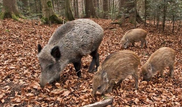 Parco di Portofino: troppi cinghiali, sospesa l'area contigua