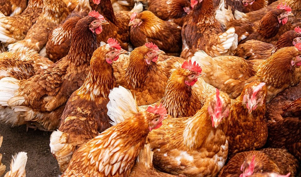 Rincari, allarme negli allevamenti di galline: 