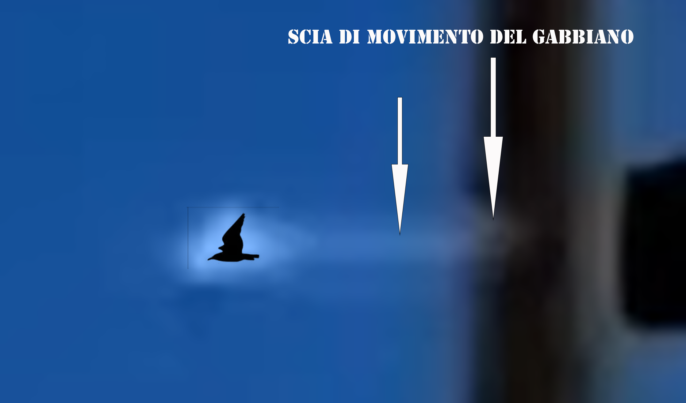 Genova, nessun ufo: per A.R.I.A. l'oggetto avvistato era un gabbiano