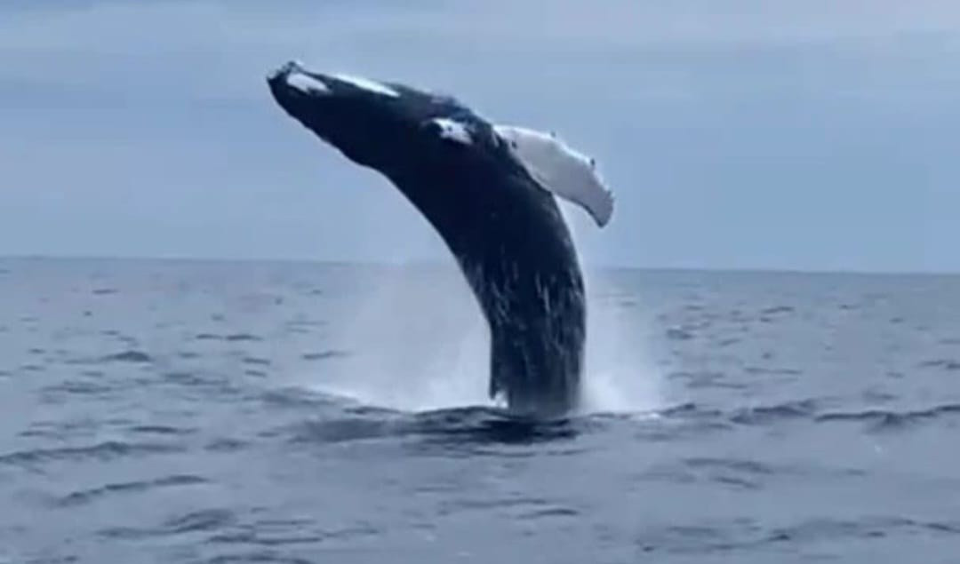 Balena dà spettacolo al largo di Arenzano
