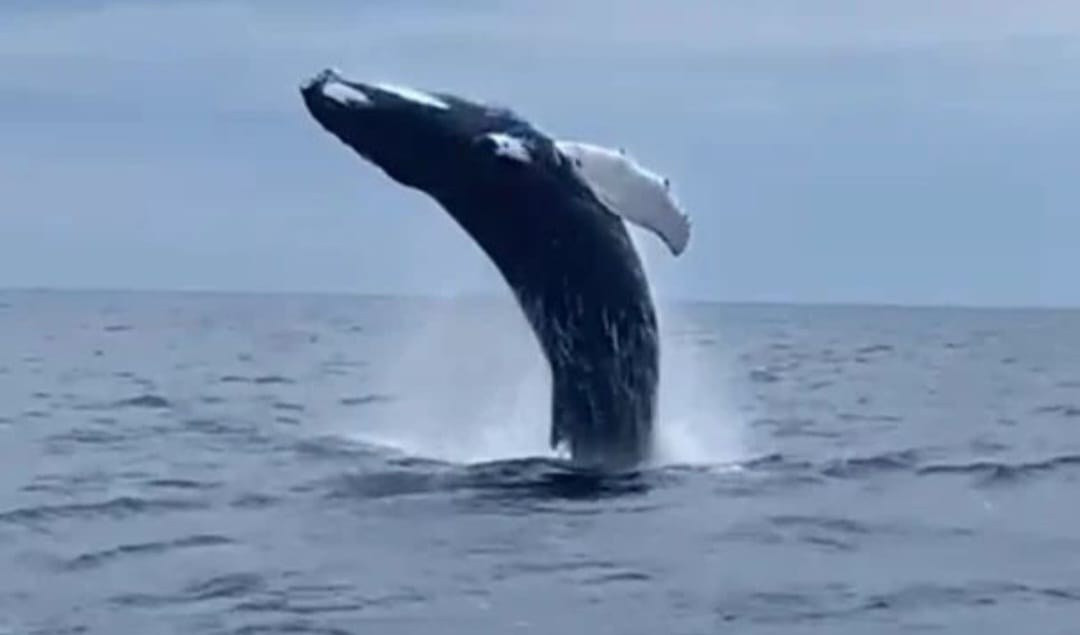 Una balena nel mare di Arenzano Balena