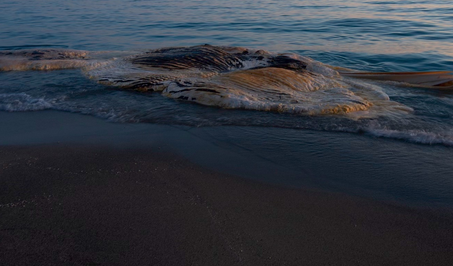 Finale Ligure, trovata la carcassa di una balenottera sulla spiaggia
