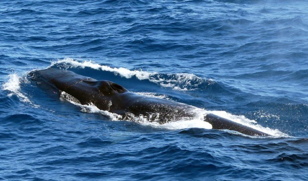 Mar Ligure, oltre alla megattera avvistata anche una balenottera minore