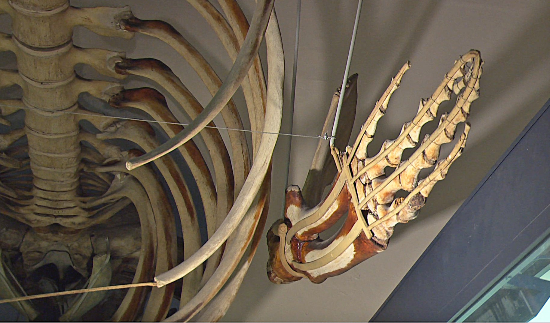 La Notte dei Ricercatori a palazzo Rosso alla scoperta del restauro: dai tessuti agli scheletri di balena
