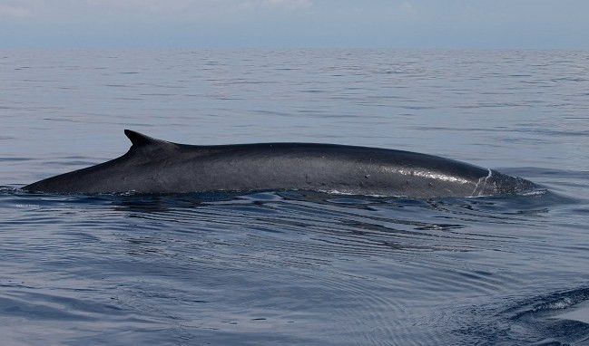 Balenottera in difficoltà avvistata al largo di Albenga: ipotesi infezione